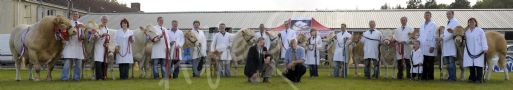 Best Breed on Parade at Armagh Show was won by the Blondes sponsored by United Feeds